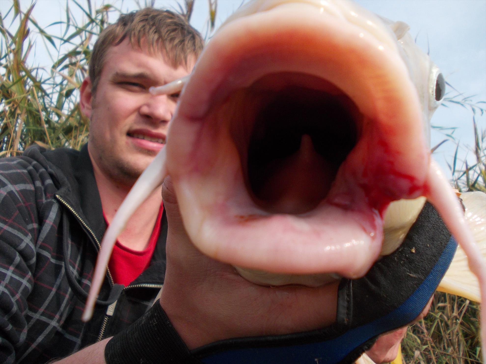 Carp mad - dscn2037.JPG